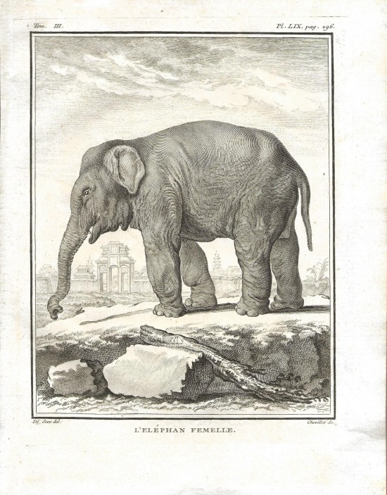L\'eléphan femelle - O Elefante femenino