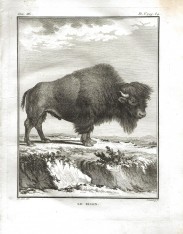 LE BISON - O BISONTE