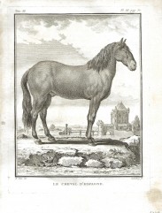 LE CHEVAL D'ESPAGNE - O CAVALO DE ESPANHA