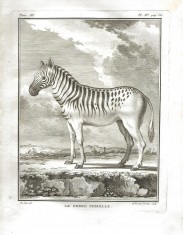 LE ZEBRE FEMELLE - A ZEBRA FÊMEA