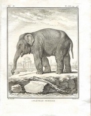 L'eléphan femelle - O Elefante femenino